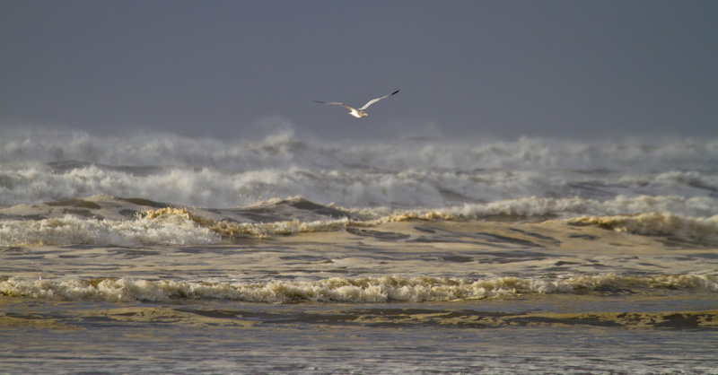 Gull In Flight Over Waves